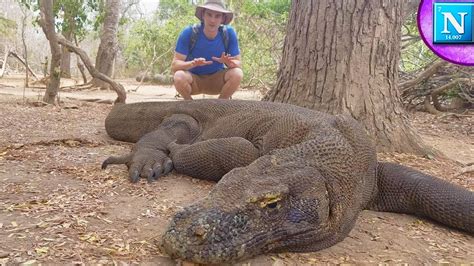 biggest komodo dragon ever found.